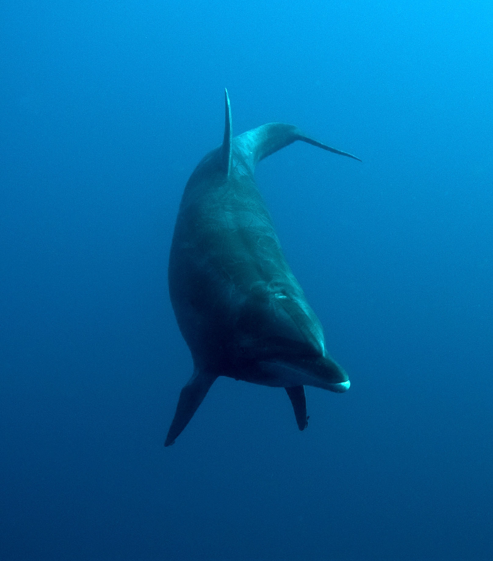 043 dolphins, galapagos.jpg